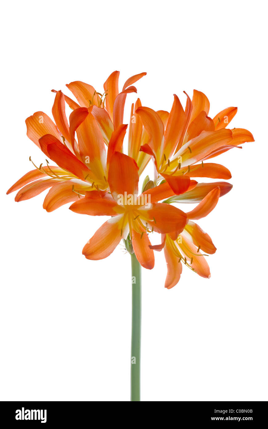 Orange lilly fiore su isolati su sfondo bianco. Foto Stock