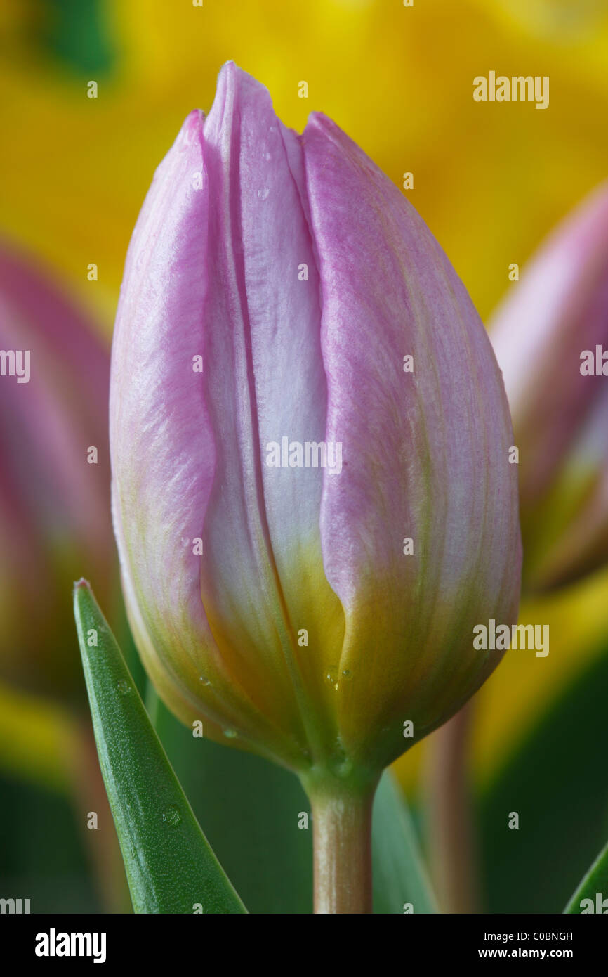 Tulipa saxatilis bakeri (Gruppo) 'Lilac Wonder' Tulip varie di aprile Foto Stock