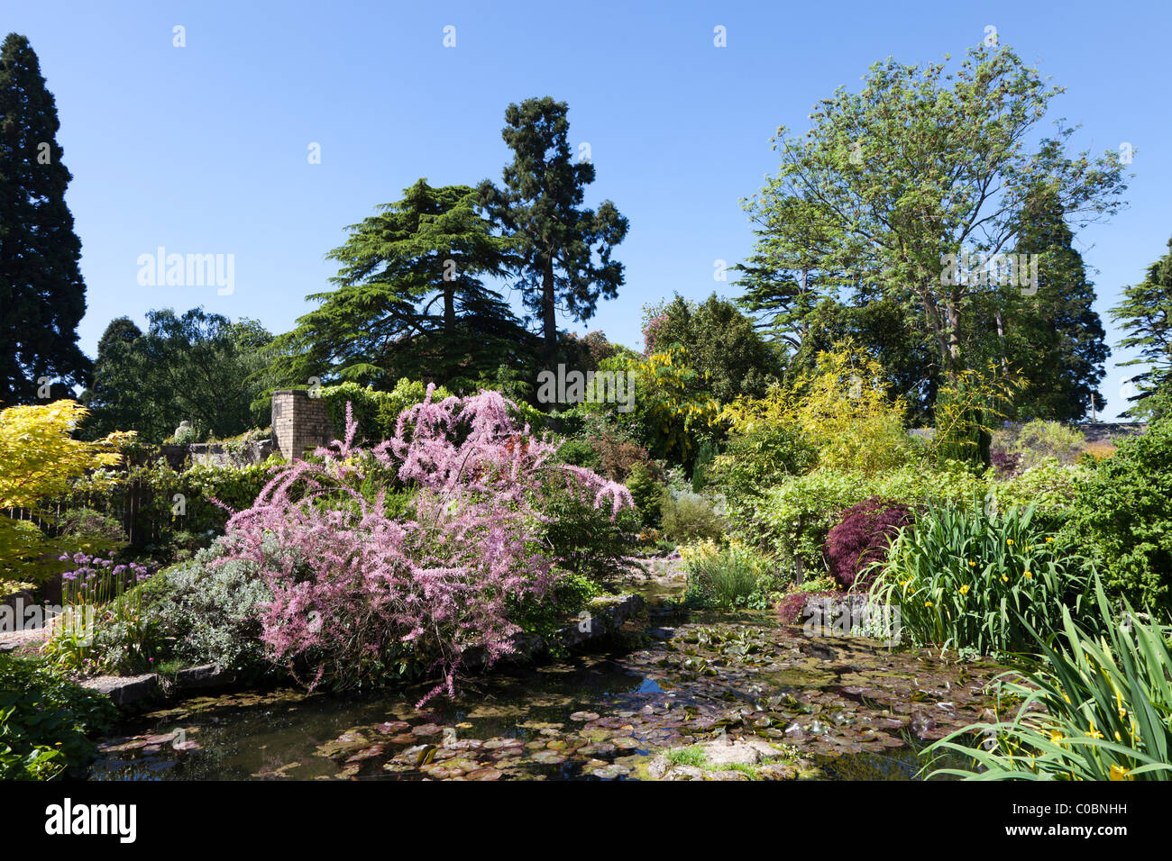 Stagno e fogliame piante giardini Dewstow Wales UK Foto Stock