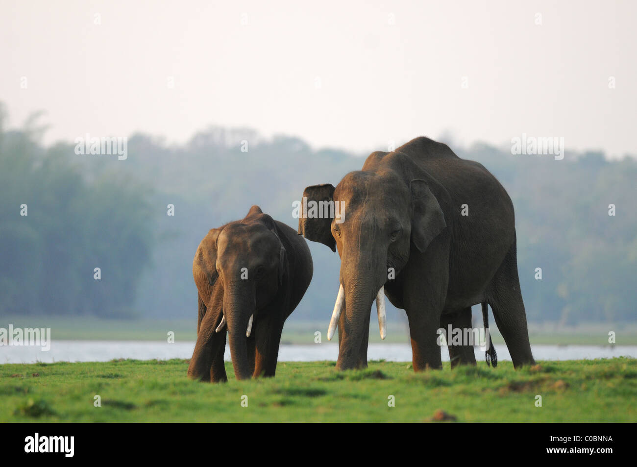 Due maschio Elefanti asiatici (Elephas maximus) su un isola verde nel fiume Kabini di Nagarahole Riserva della Tigre, India Foto Stock