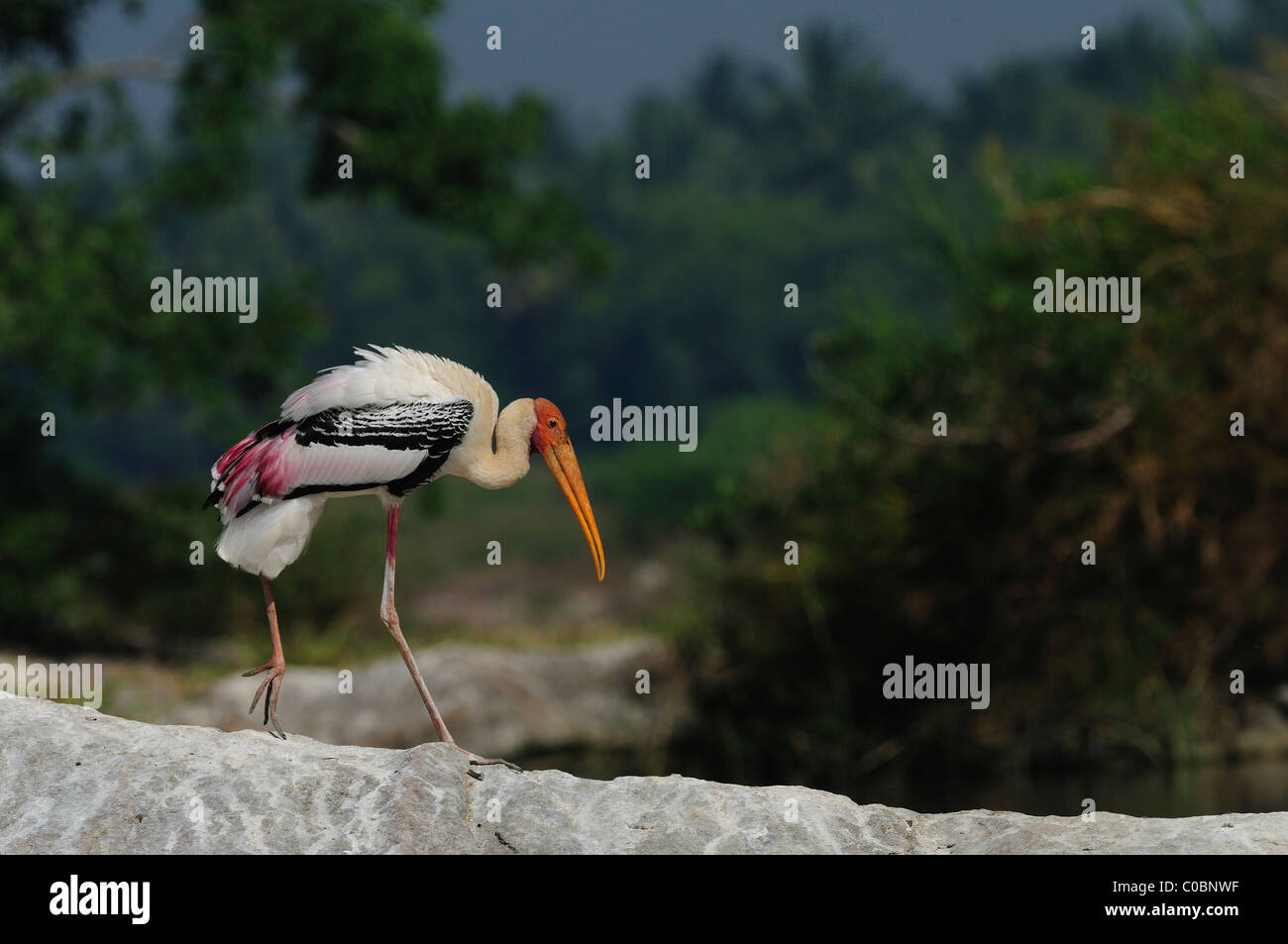 Dipinto di Stork camminando sul bordo di una roccia in Ranganathittu Bird Sanctuary, India Foto Stock