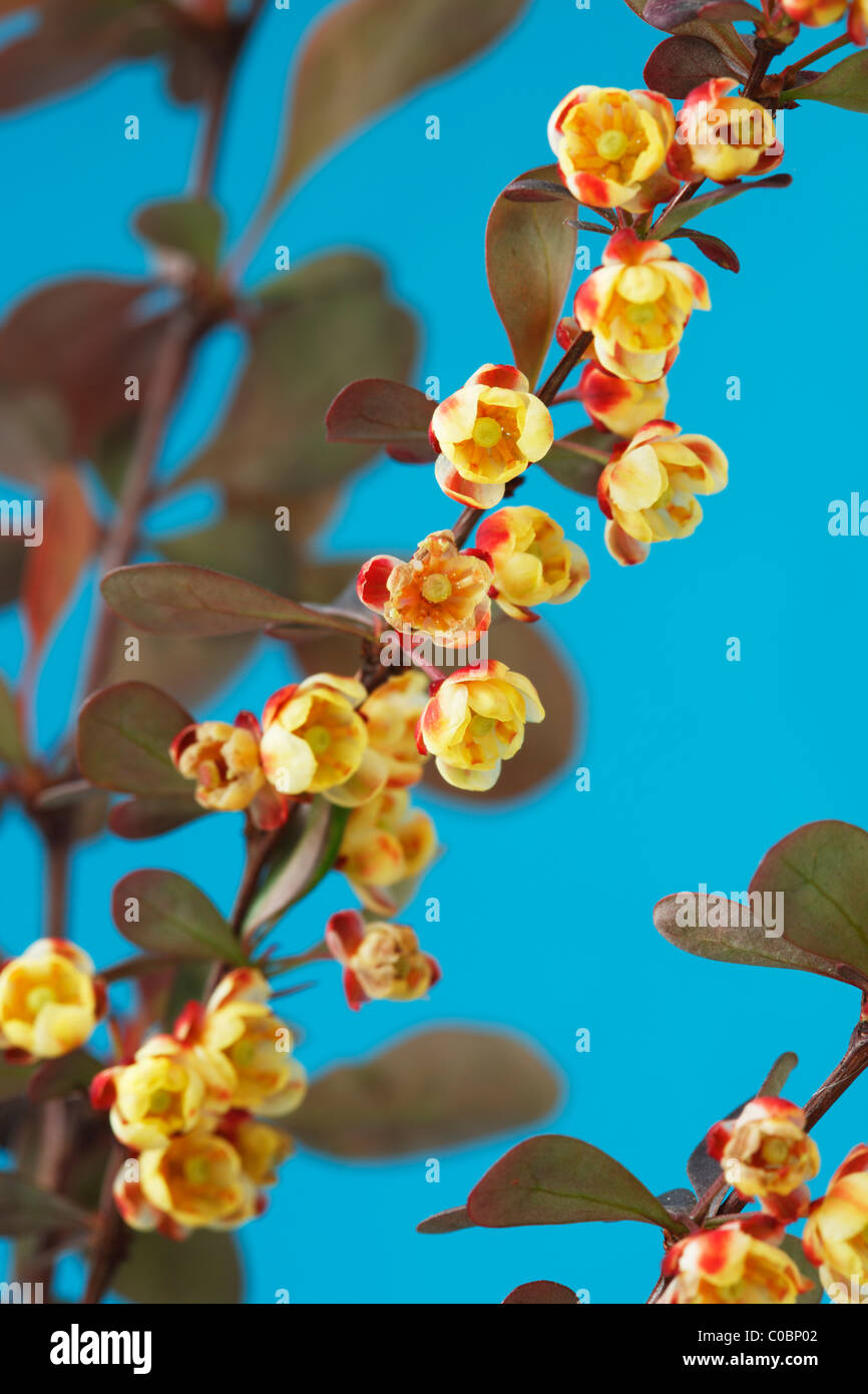 Berberis thunbergii f. atropurpurea "Harlequin' Crespino Piccoli fiori di primavera sullo stelo di bush. Aprile Foto Stock