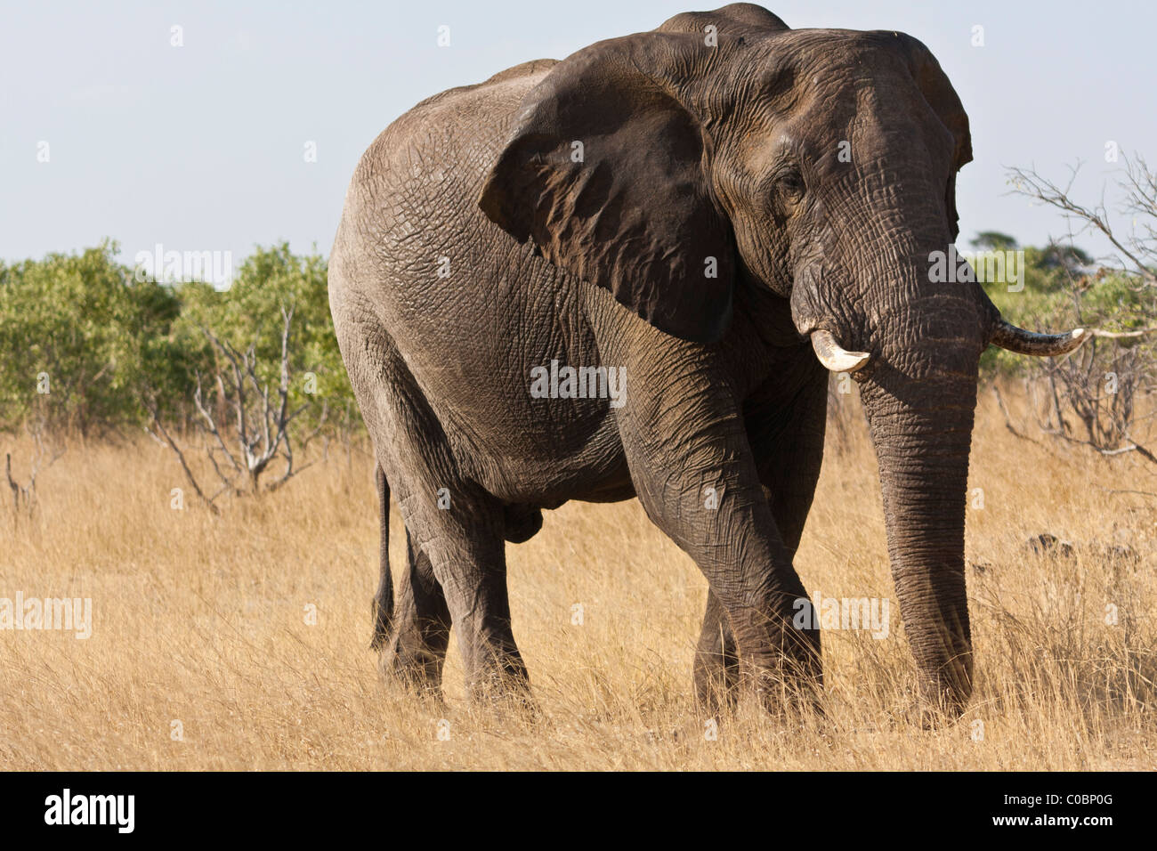 L'elefante è camminare a destra del telaio Foto Stock