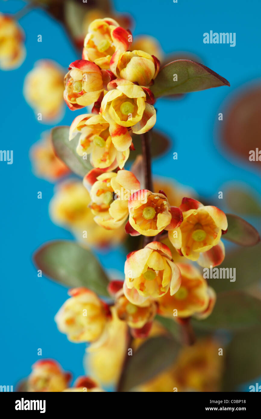 Berberis thunbergii f. atropurpurea "Harlequin' Crespino Piccoli fiori di primavera sullo stelo di bush. Aprile Foto Stock