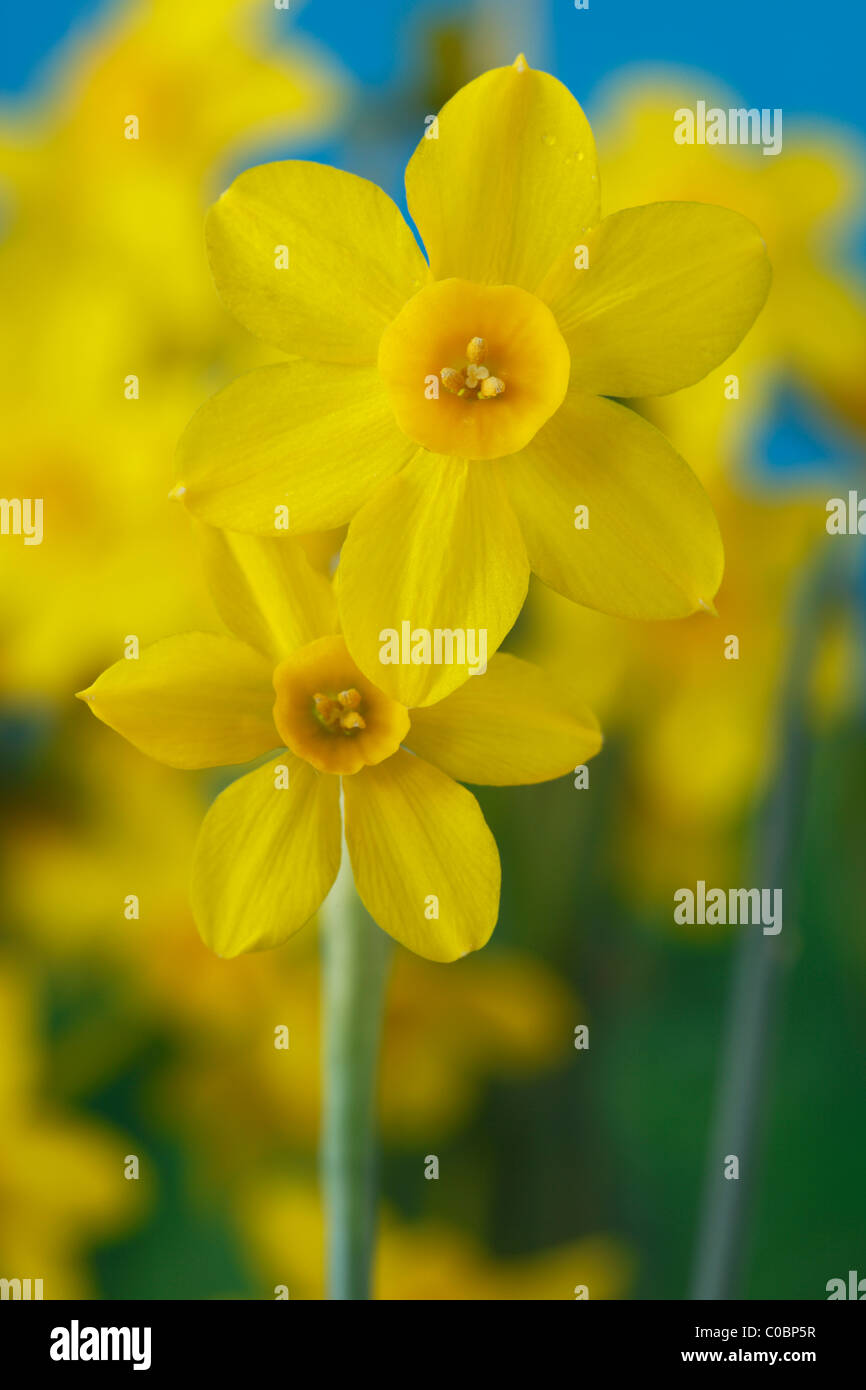 Narcissus 'Baby Luna' Daffodil Div 7 Jonquilla Aprile Foto Stock