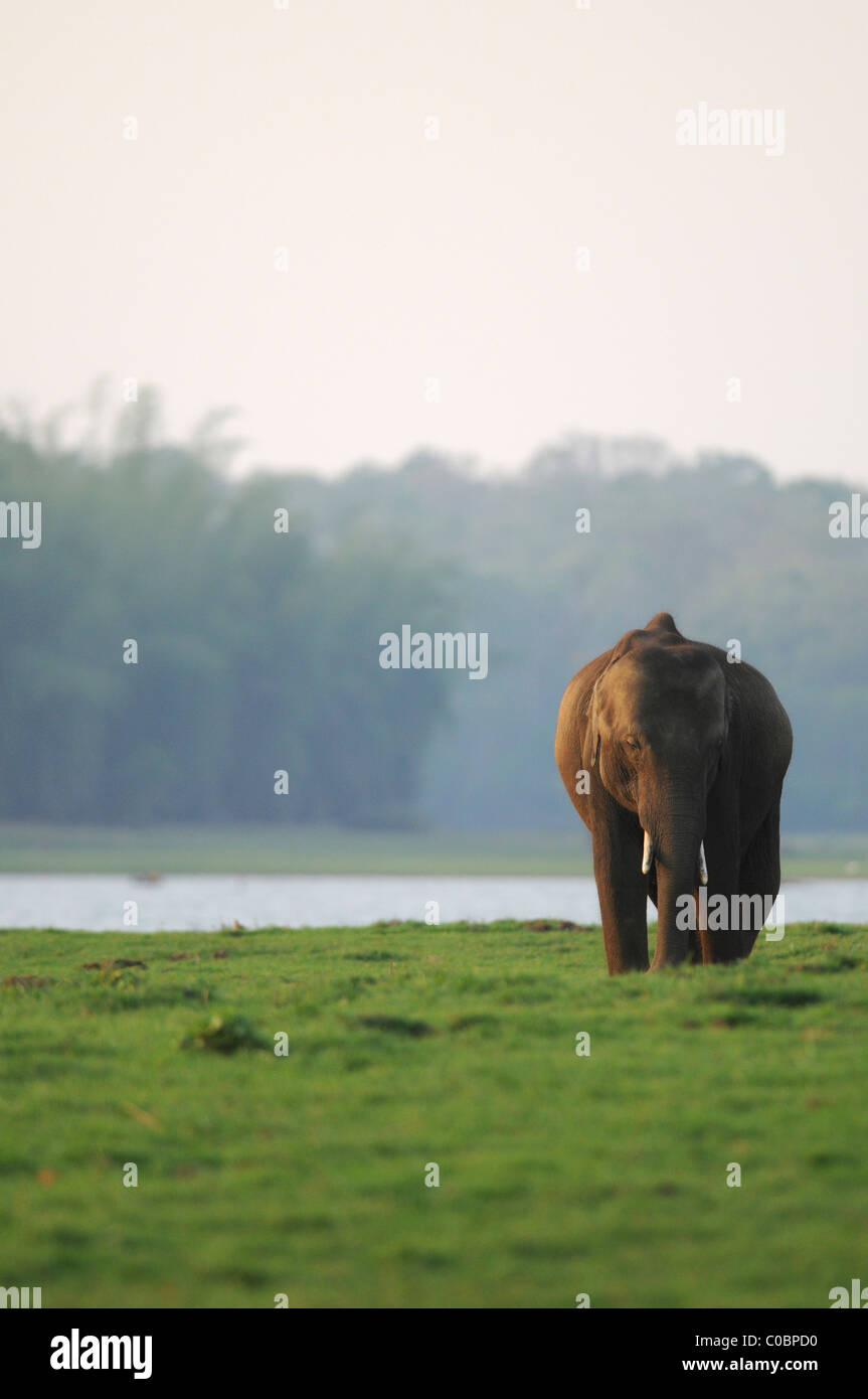 Adolescente di sesso maschile Elefante asiatico (Elephas maximus) su un verde isola erbosa nel fiume Kabini in Nagarahole Riserva della Tigre, India Foto Stock