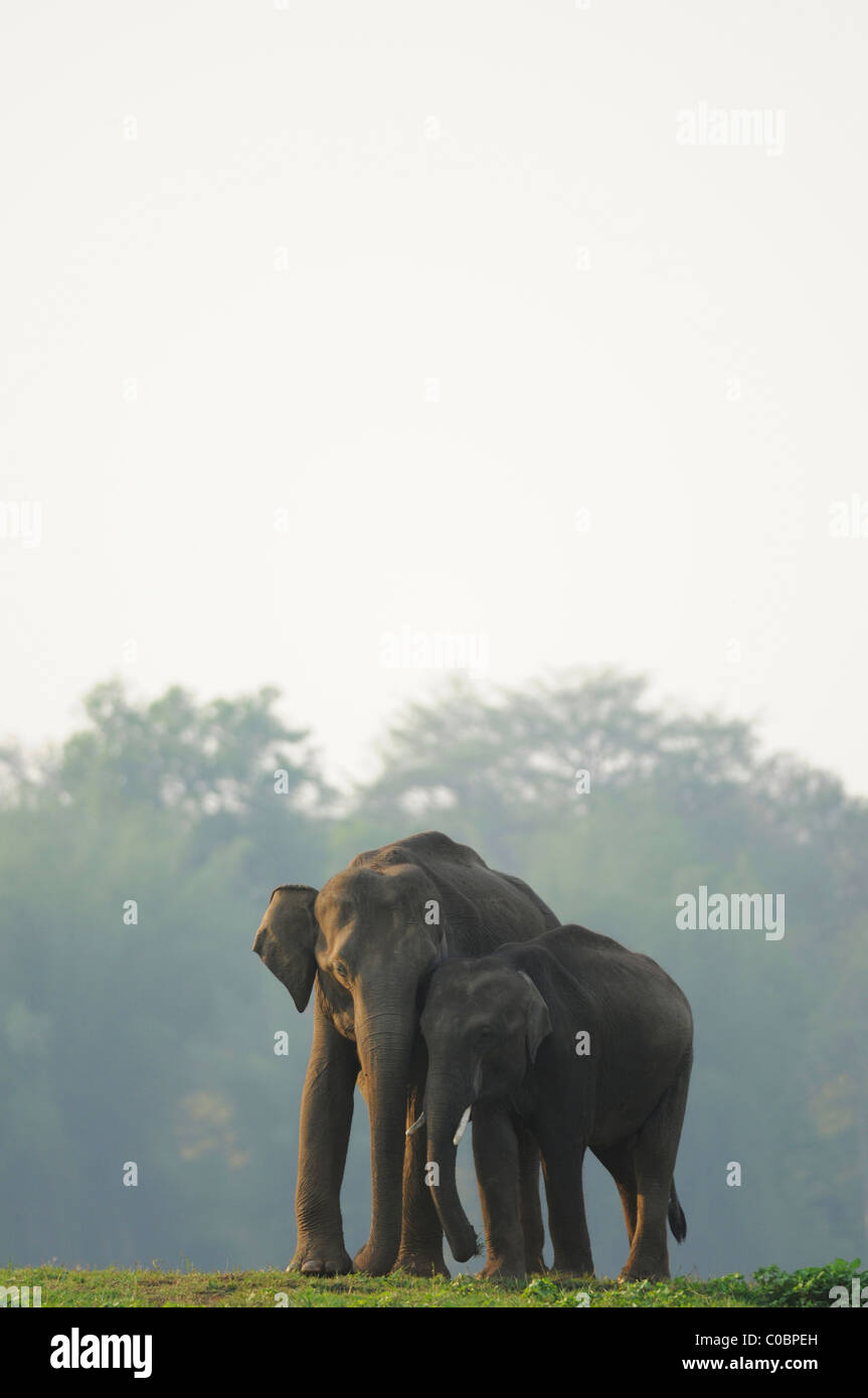 Elefante asiatico madre e visualizzazione di vitello affetto su un'isola del fiume Kabini in Nagarahole Riserva della Tigre, India Foto Stock