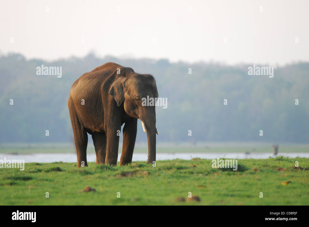 Adolescente di sesso maschile Elefante asiatico (Elephas maximus) su un verde, erboso isola nel fiume Kabini in Nagarahole Riserva della Tigre,l'India Foto Stock