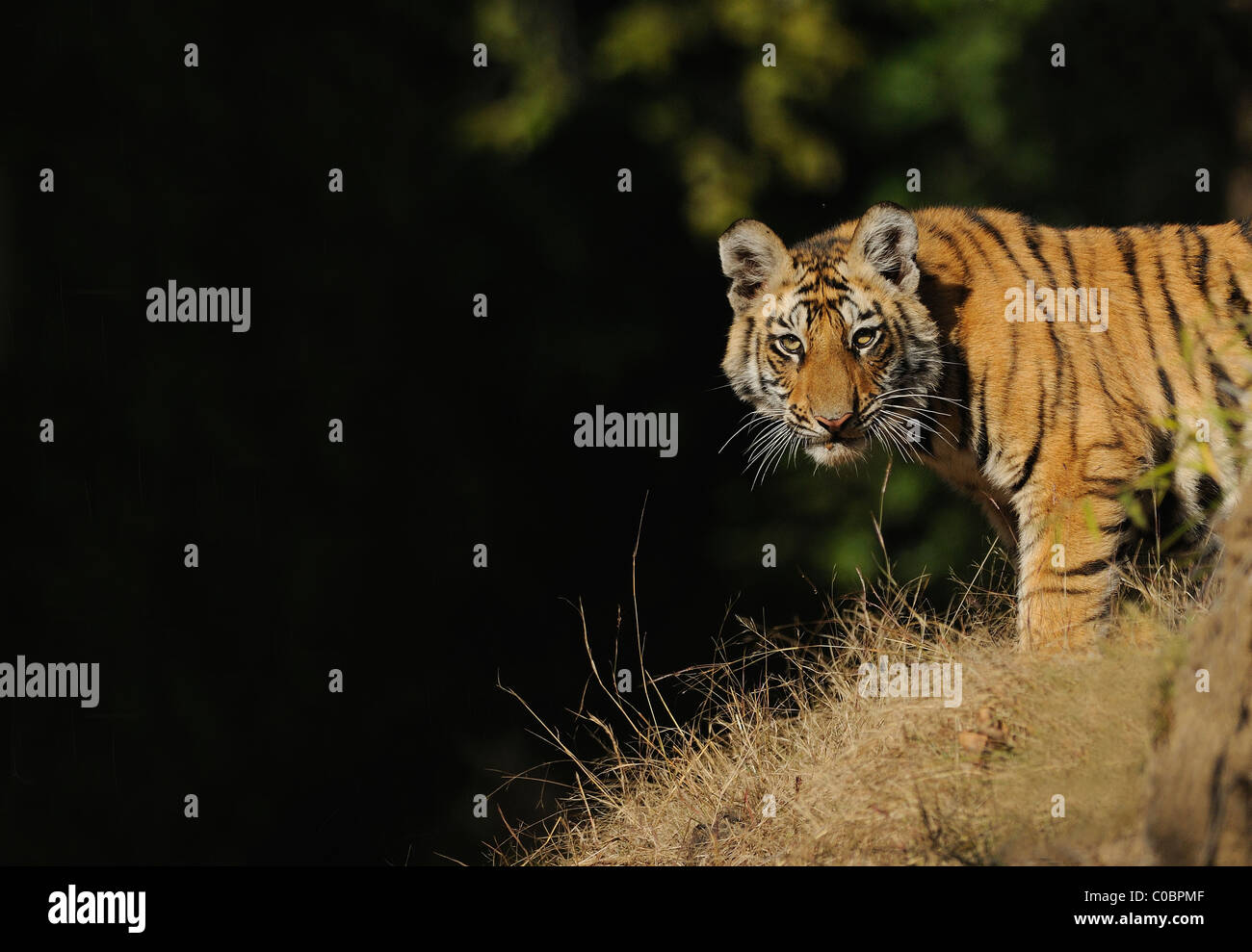 7-mese-vecchio femmina di tigre del Bengala cub (Panthera tigris) guardando su dalla cima di un tumulo in Bandhavgarh Riserva della Tigre, India Foto Stock