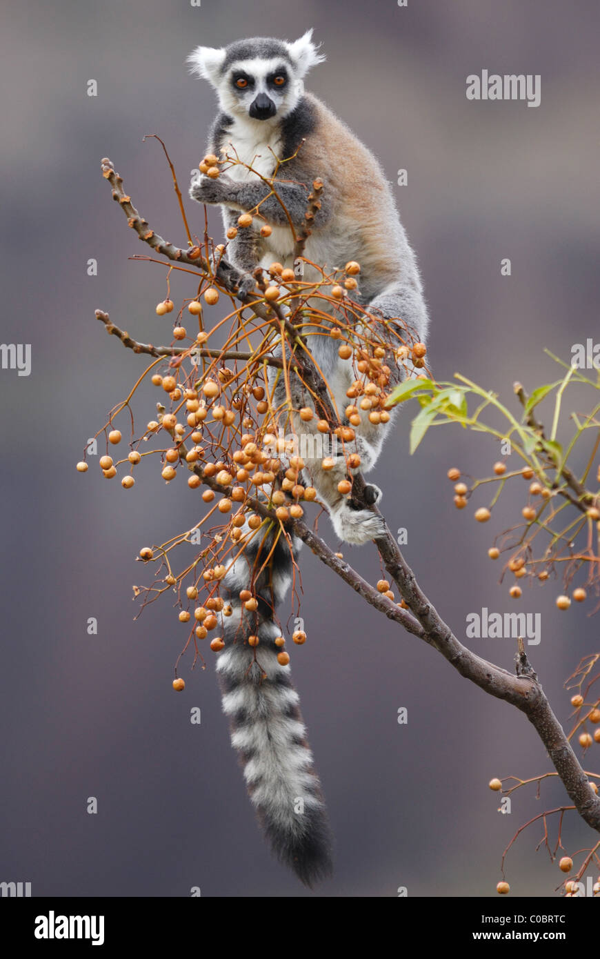 Anello-tailed Lemur avanzamento sul frutto in Anja Riserva Naturale, Madagascar centrale Foto Stock