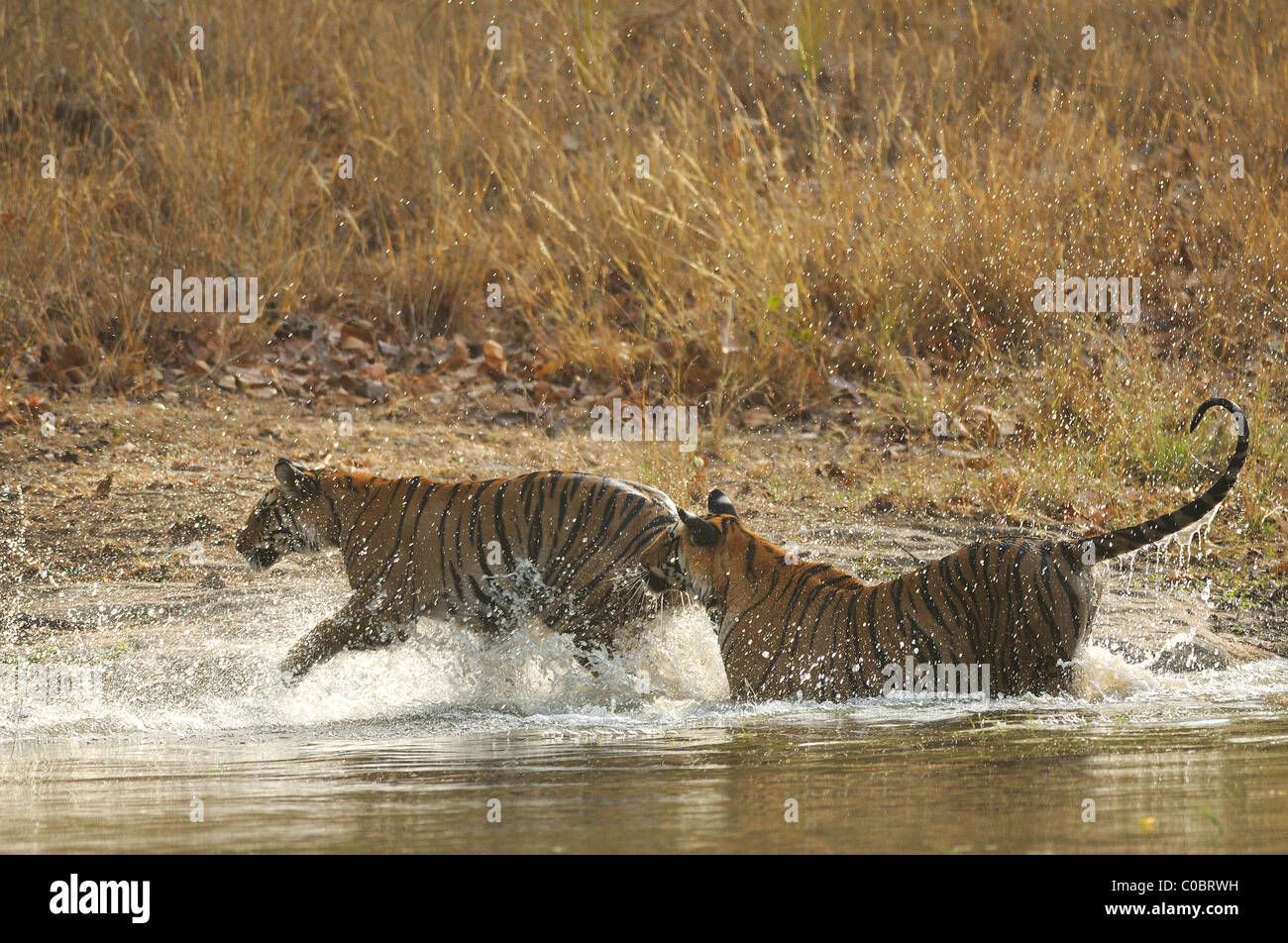 Due 2-year-old Royal le tigri del Bengala giocando in una foresta stream su un pomeriggio estivo in Bandhavgarh Riserva della Tigre, India Foto Stock