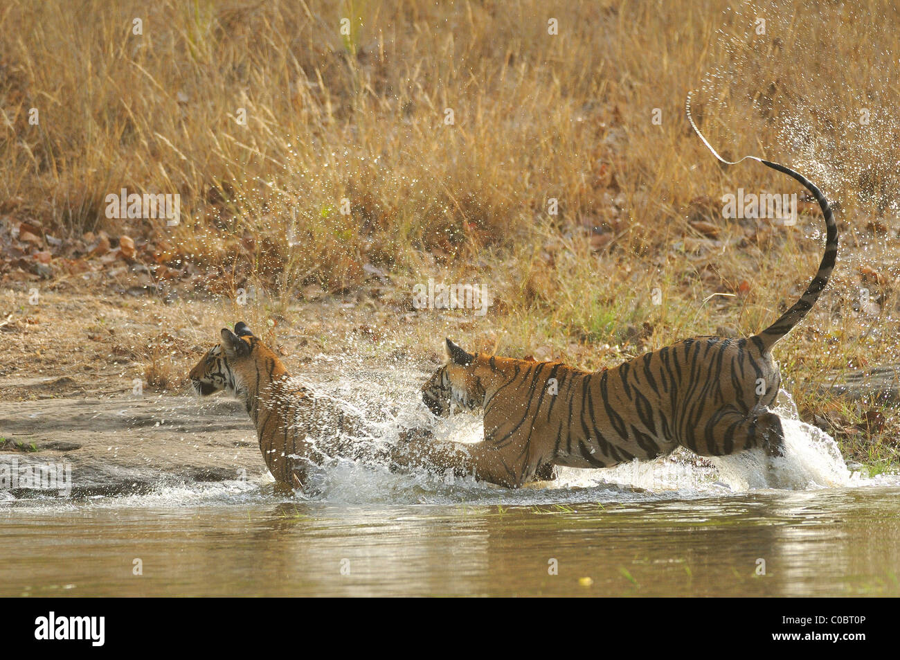 Due 2-year-old Royal le tigri del Bengala play-avvistamento in un flusso di foresta in Bandhavgarh Riserva della Tigre, India Foto Stock