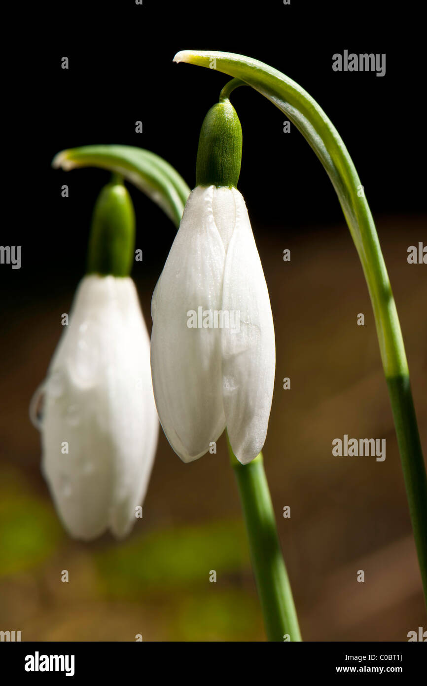 Bucaneve - Galanthus nivalis , Foto Stock