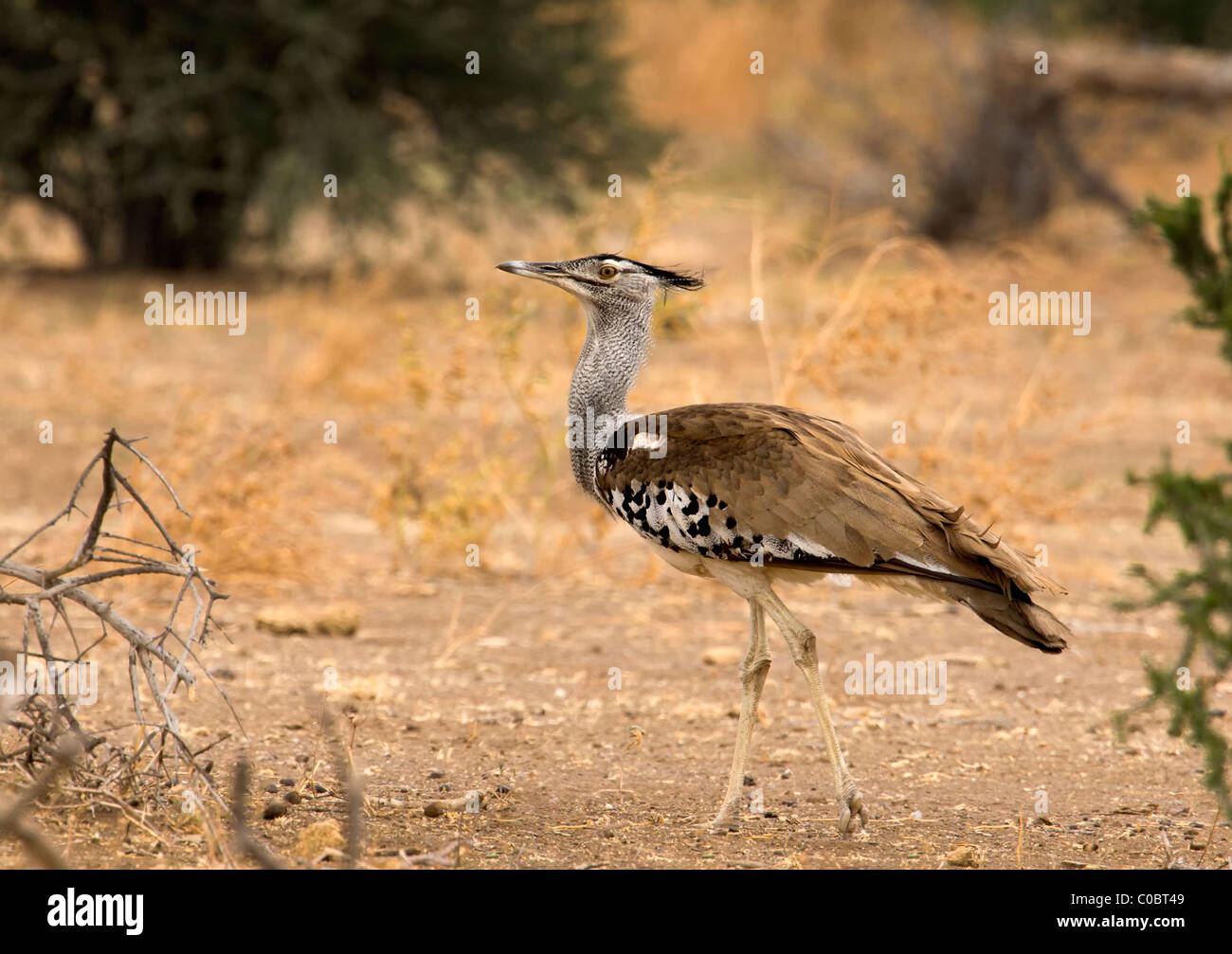 Kori Bustard (Ardeotis kori) a piedi attraverso la Riserva di Mashatu in Botswana, Africa. Foto Stock