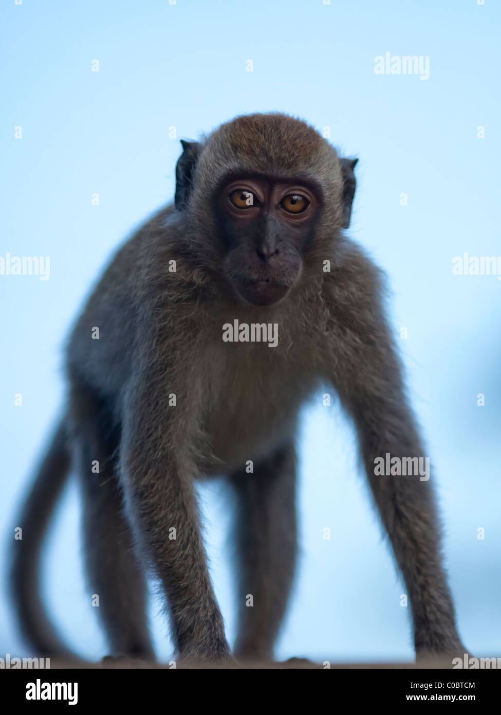 Intelligent lunga coda macaque, Bukit Melawati, Kuala Selangor Foto Stock