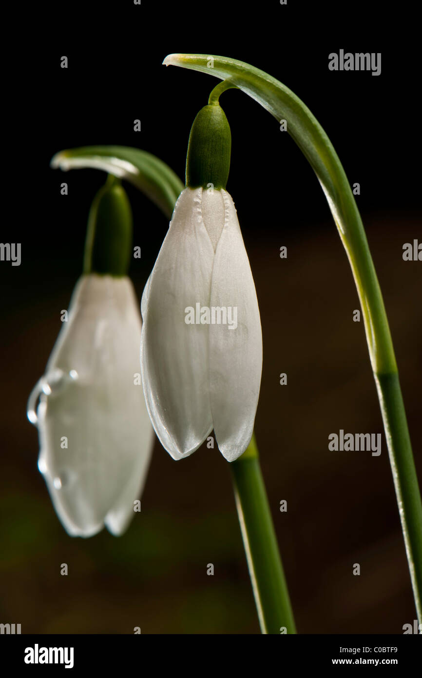 Bucaneve - Galanthus nivalis , Foto Stock