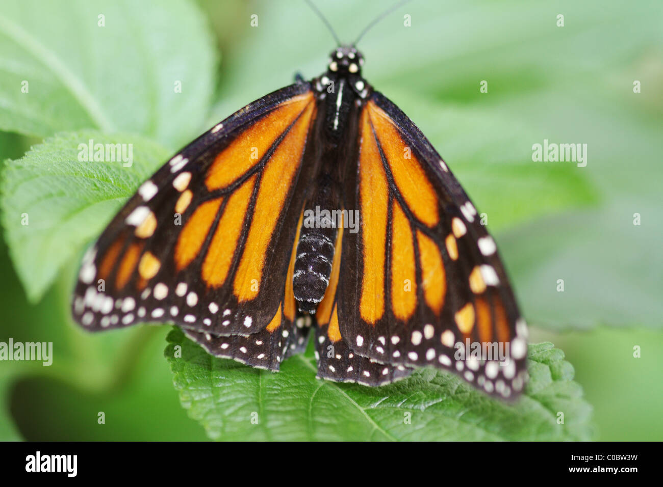 Danaus plexippus tropicale e subtropic regioni Foto Stock