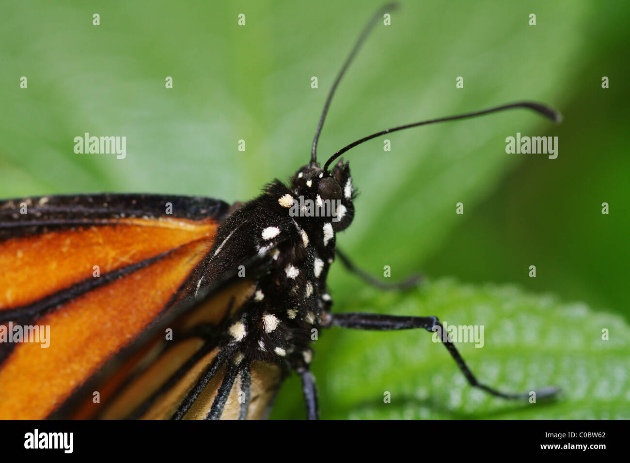 Danaus plexippus tropicale e subtropic regioni Foto Stock