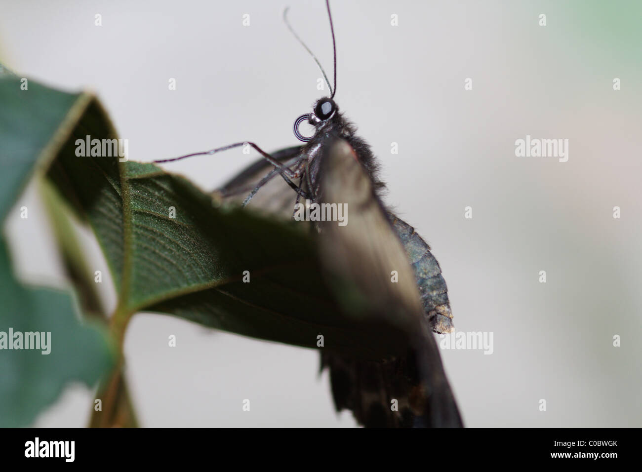 Farfalla in close up con l'obiettivo macro Foto Stock