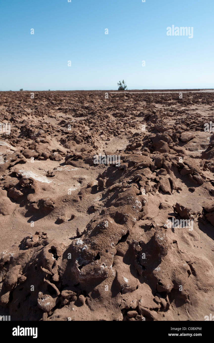 Pampa del Tamarugal, altopiano, Norte Grande, Cile, nominato da Prosopis tamarugo alberi. Foto Stock