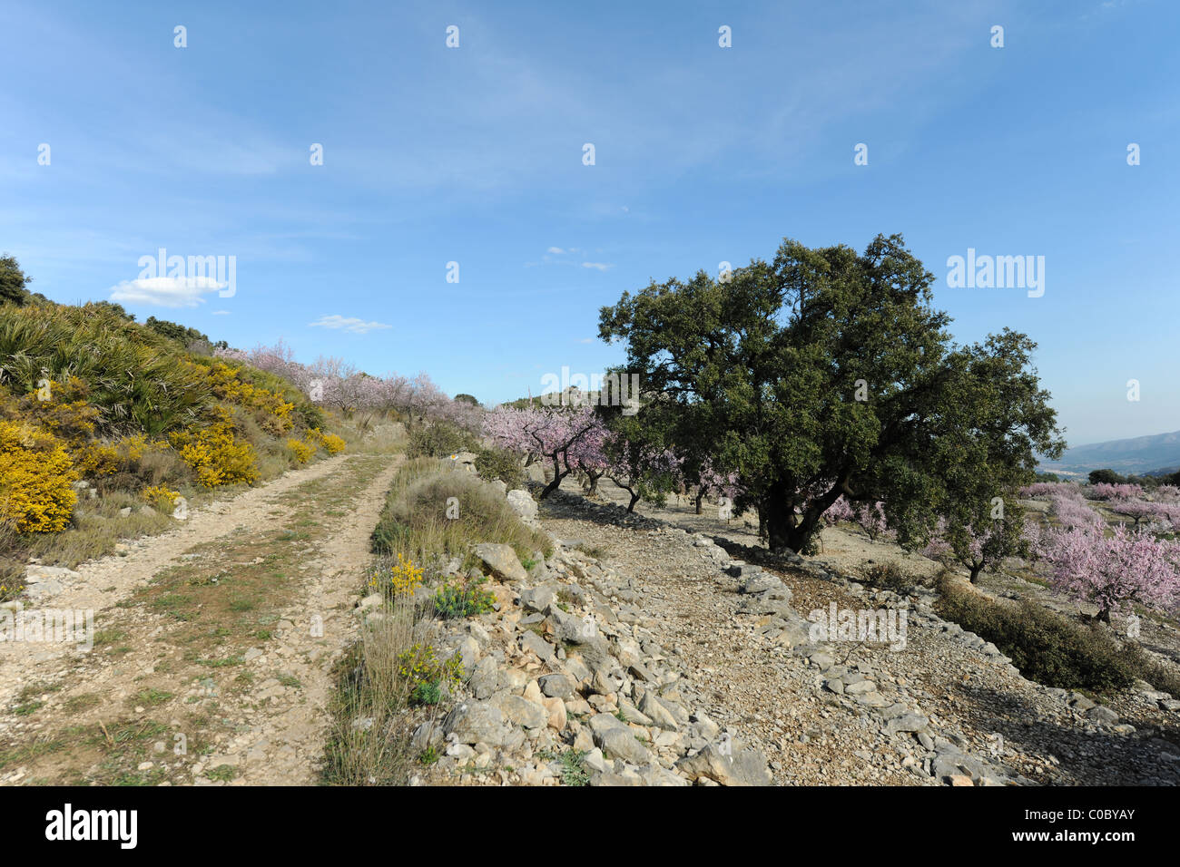 Pista di montagna e ginestre in fiore, vicino a Benimaurell, Vall de Laguart, Provincia di Alicante, Valencia, Spagna Foto Stock