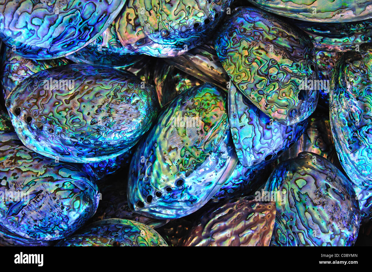 Pāua conchiglie per la vendita, Esplanade, Kaikoura, Canterbury, Isola del Sud, Nuova Zelanda Foto Stock