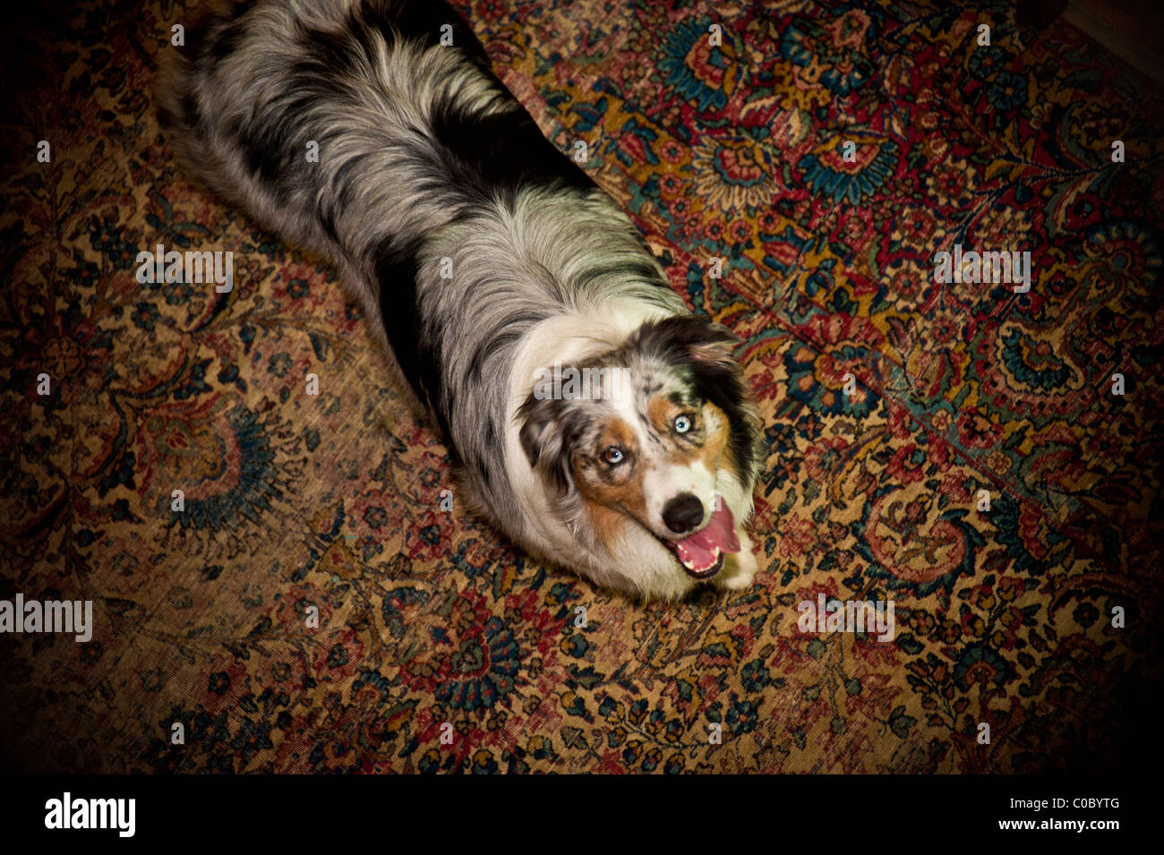 Taglierina l'incredibile Australian Shepherd cercando e pronto a balzare. Colpo da una prospettiva di alta. Foto Stock