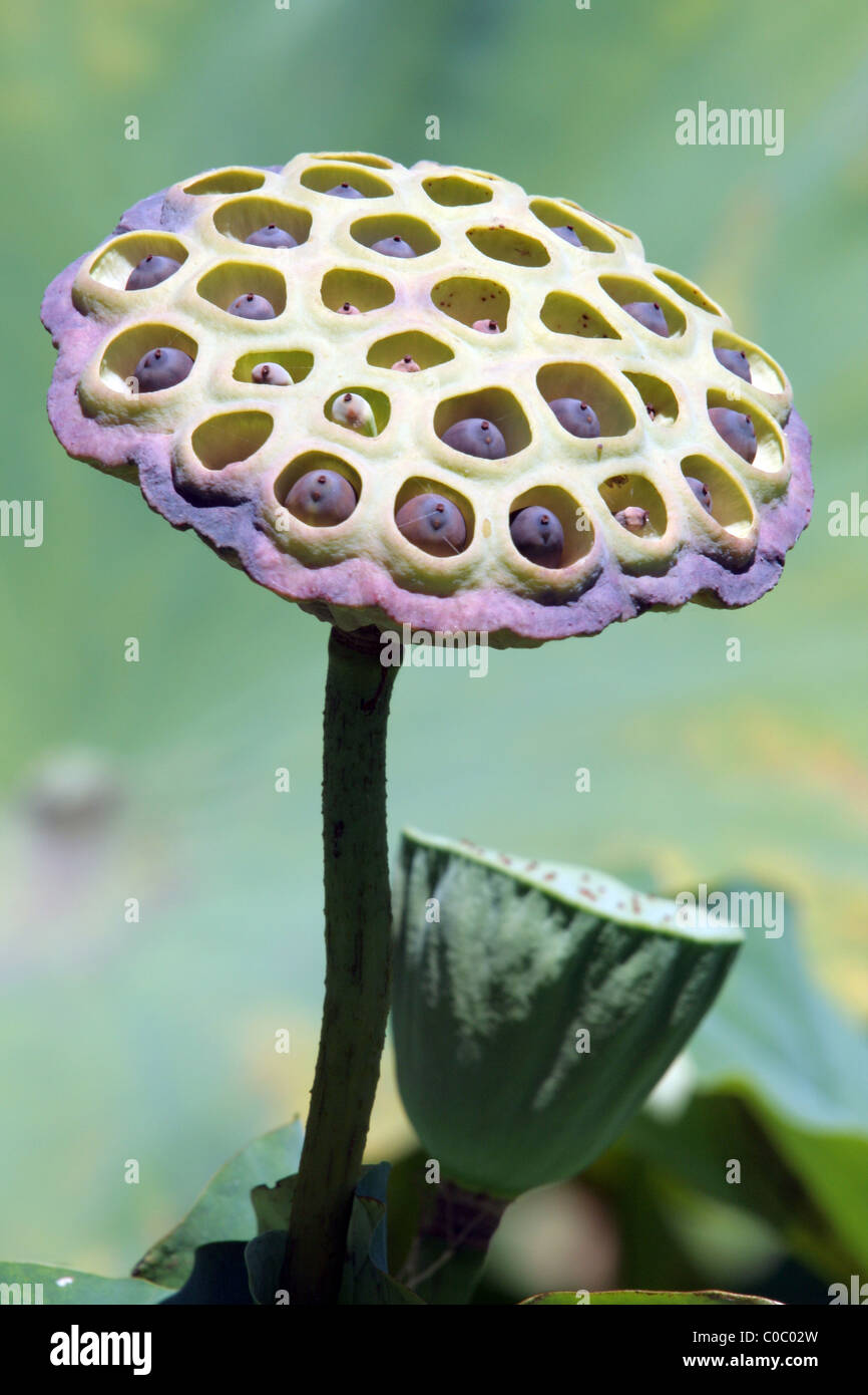 Testa di seme del Sacro fiore di loto (Nelumbo nucifera) Royal Botanic Gardens, Sydney, Australia Foto Stock