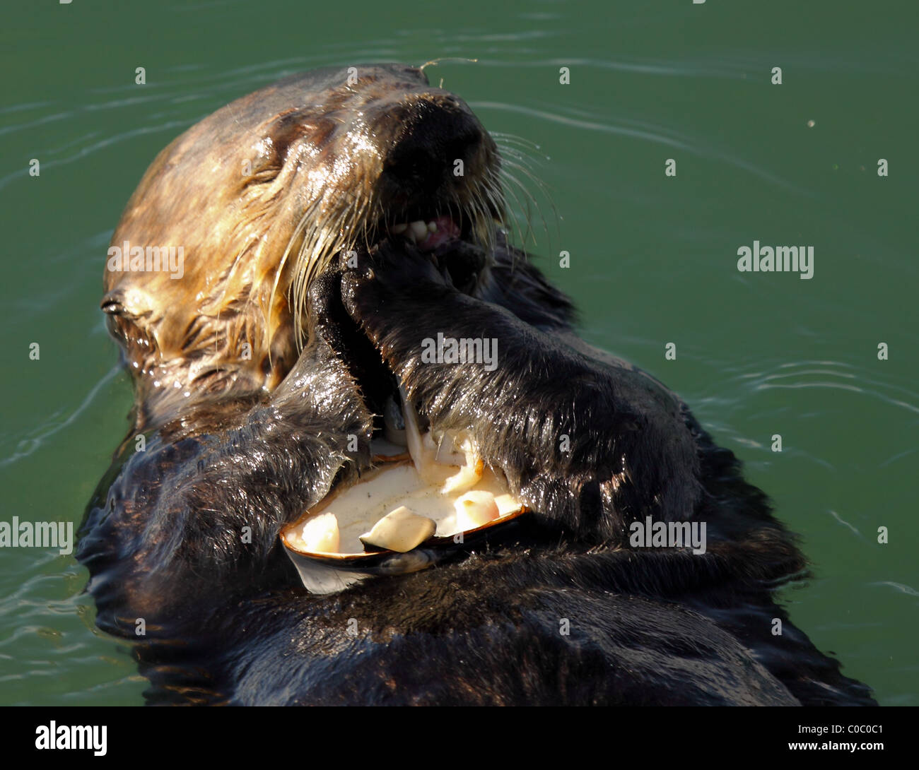 Una Sea Otter masticare sul bit di valve. Foto Stock