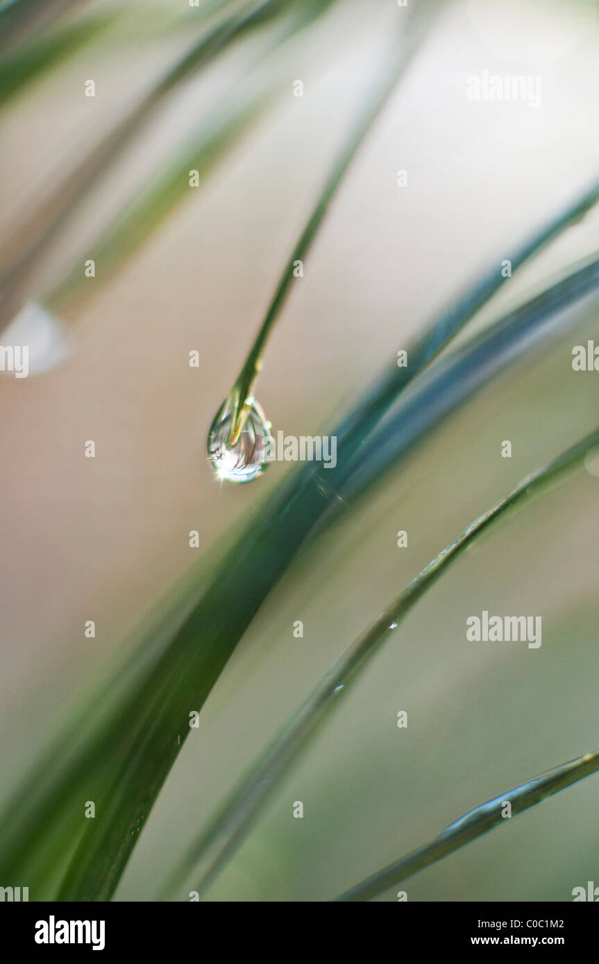 Goccia di acqua sulla punta di una foglia Foto Stock