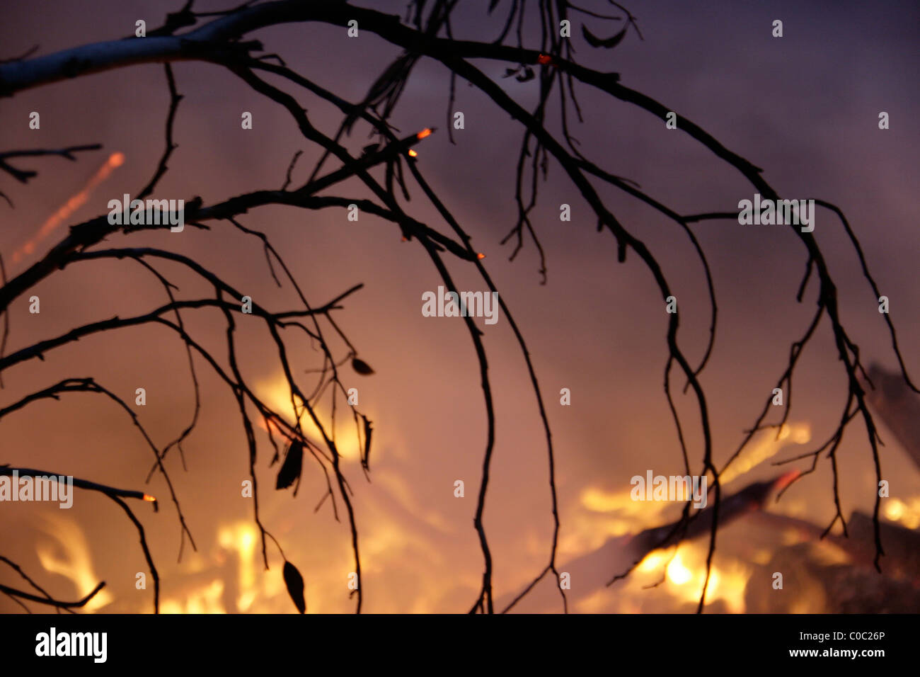 Silhouette di rami contro bushfire Foto Stock