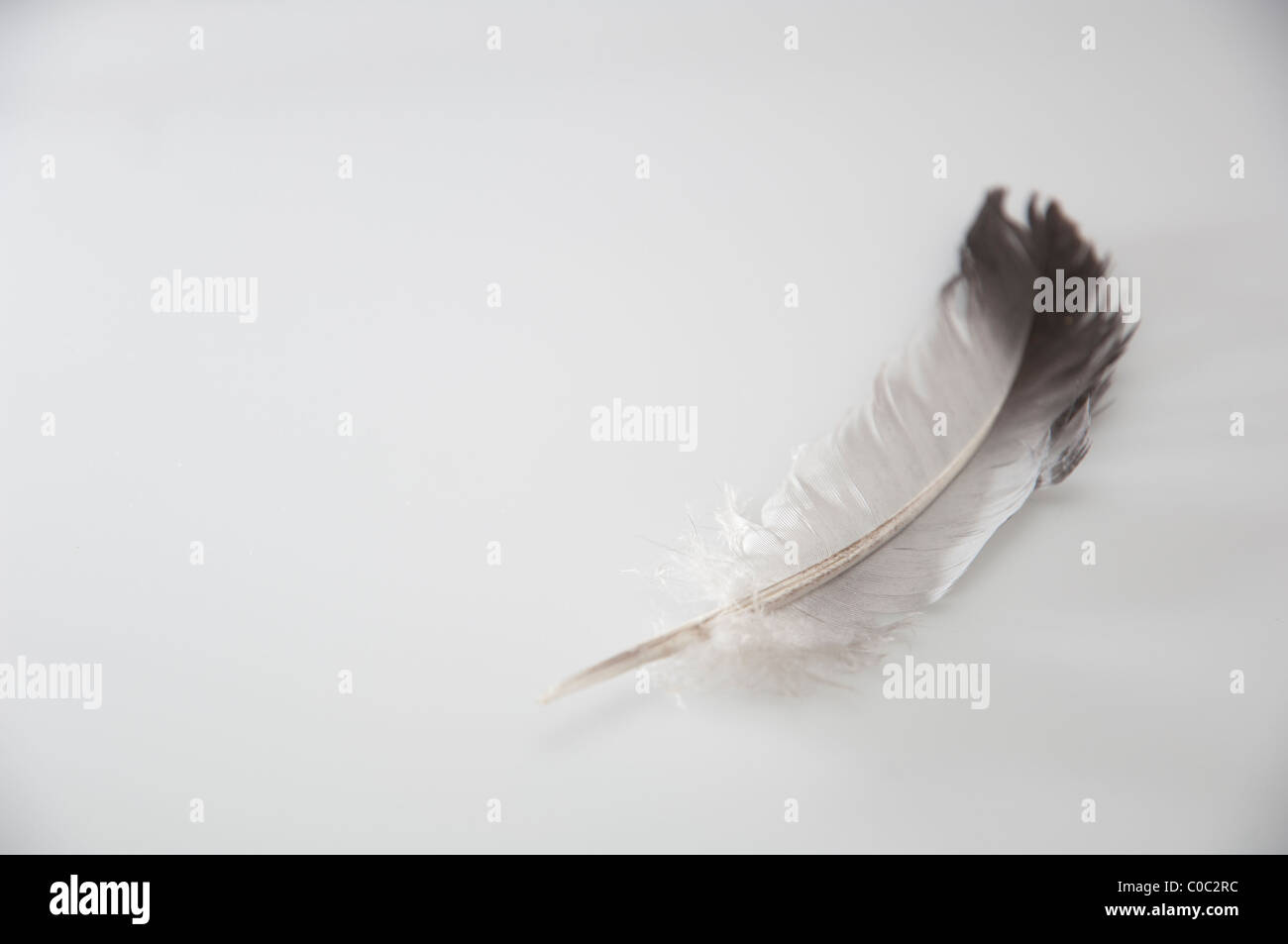 Piume bianche con una punta nera Foto stock - Alamy