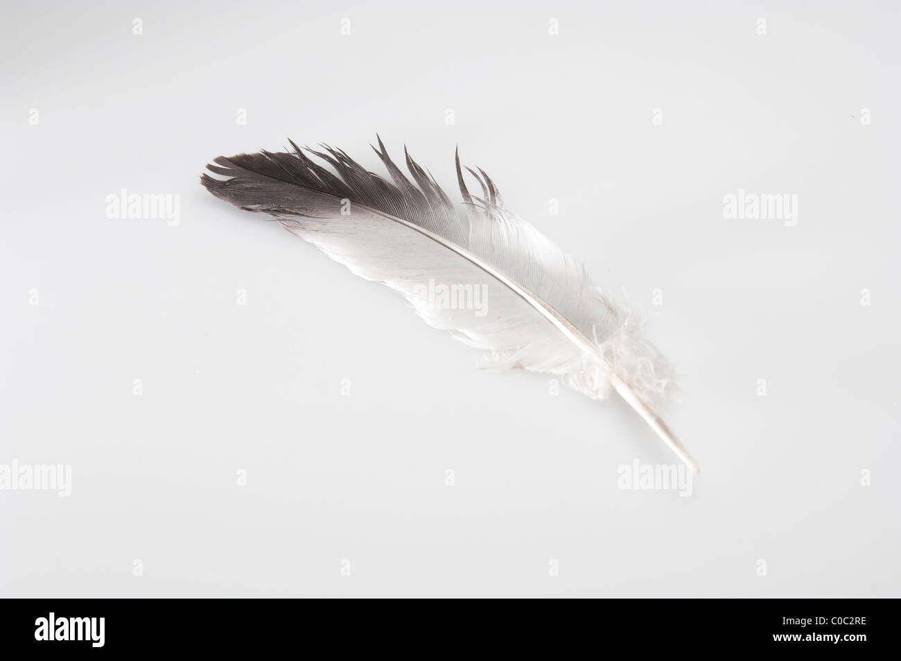 Piume bianche con una punta nera Foto stock - Alamy
