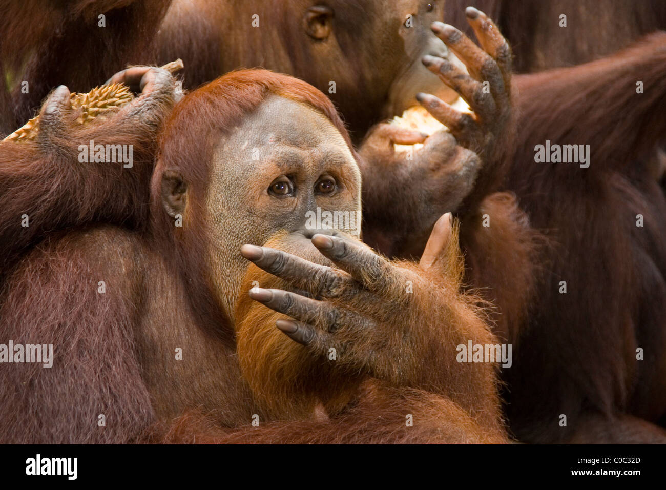 Orangutan mangiare Foto Stock