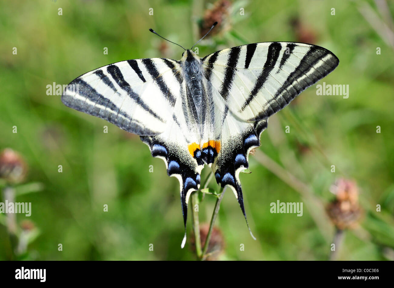 La scarsa coda forcuta farfalla (Iphiclides podalirius) visto dal di sopra Foto Stock