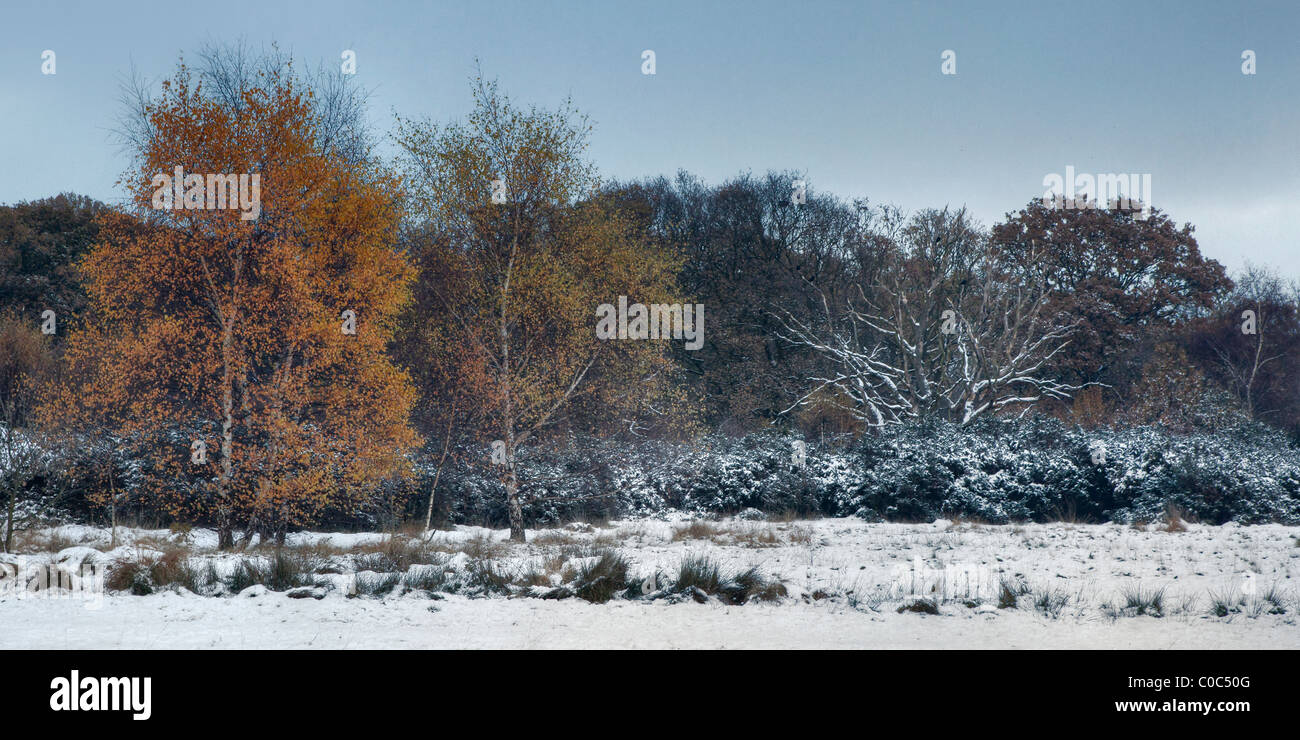Gli alberi in una coperta di neve parco nella zona est di Londra Foto Stock