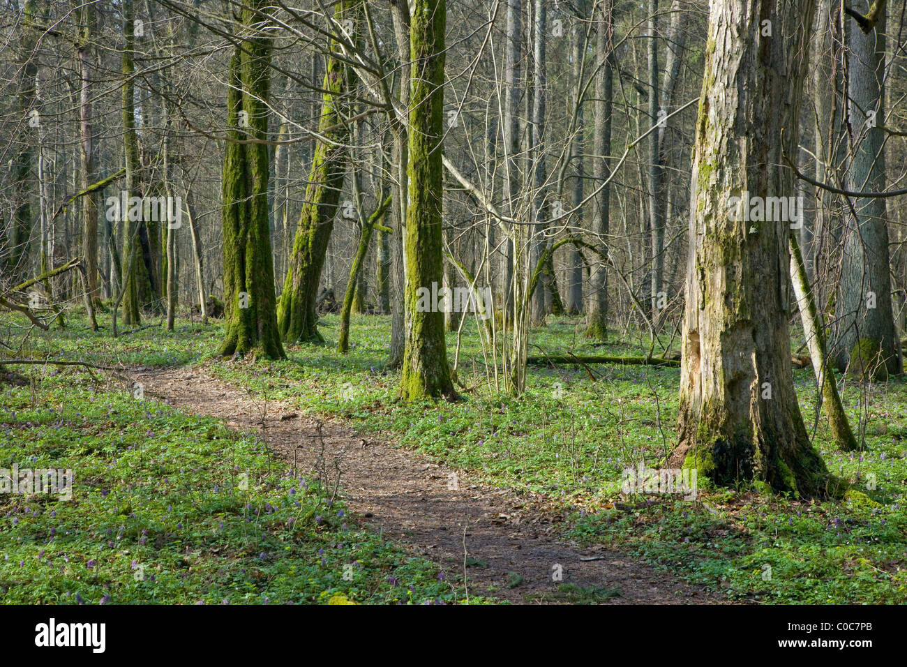 Primavera a vecchia foresta naturale fresco con letto floreale di fiori di anemone e il percorso tra gli alberi Foto Stock