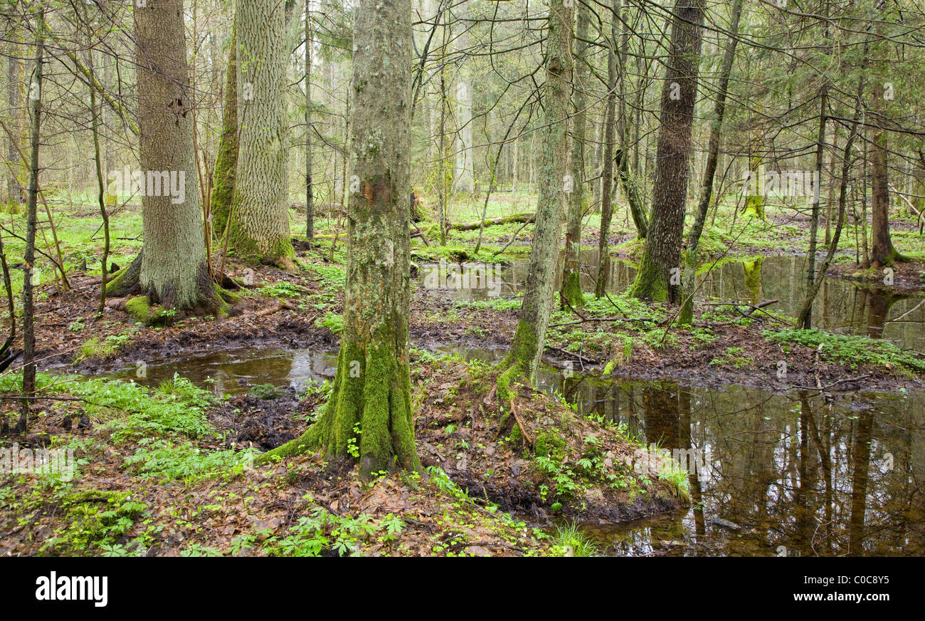 Paesaggio primaverile della vecchia foresta paludosa, Europa, foresta temperata Foto Stock