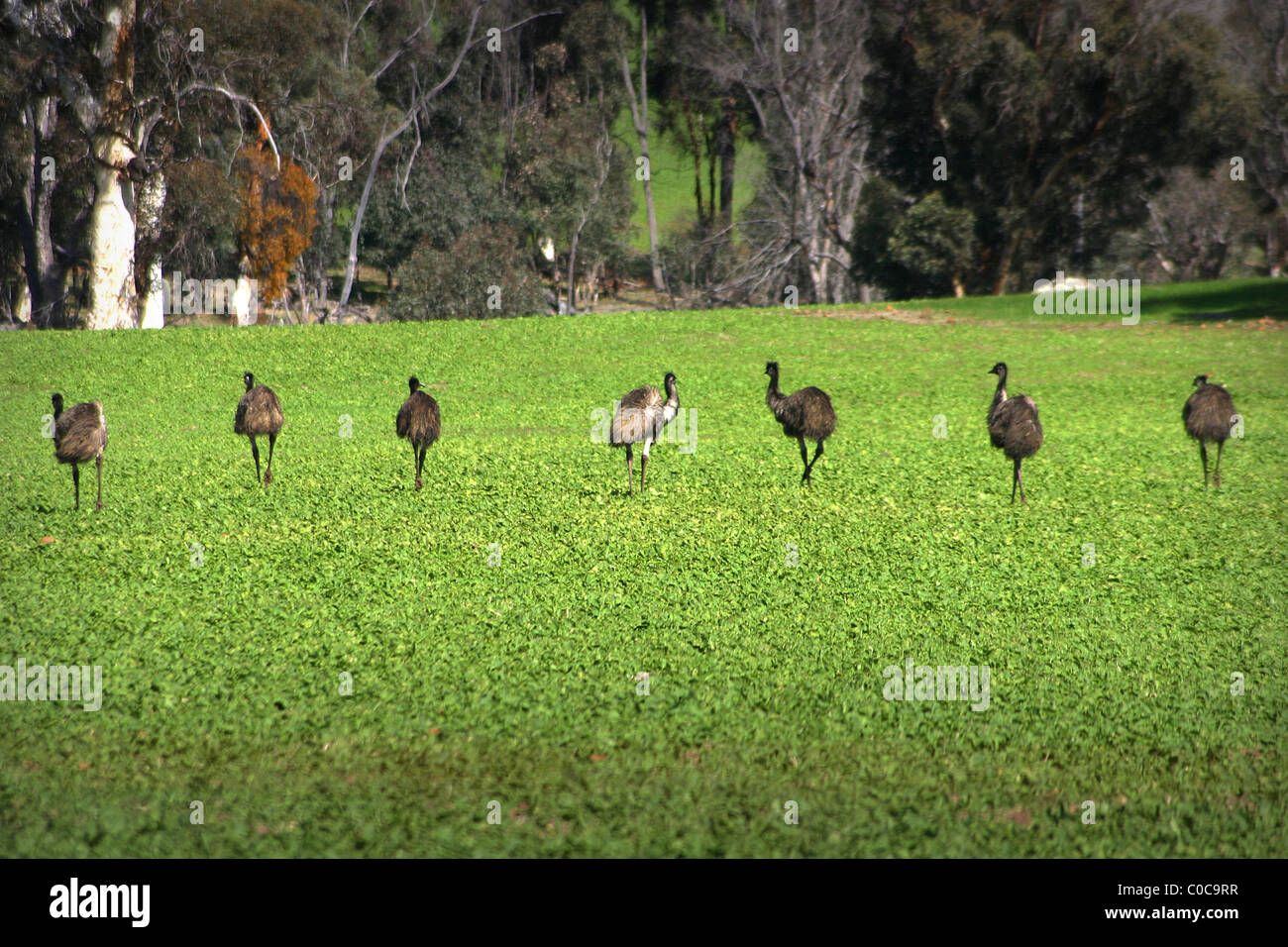 Famiglia di emu in wild Foto Stock