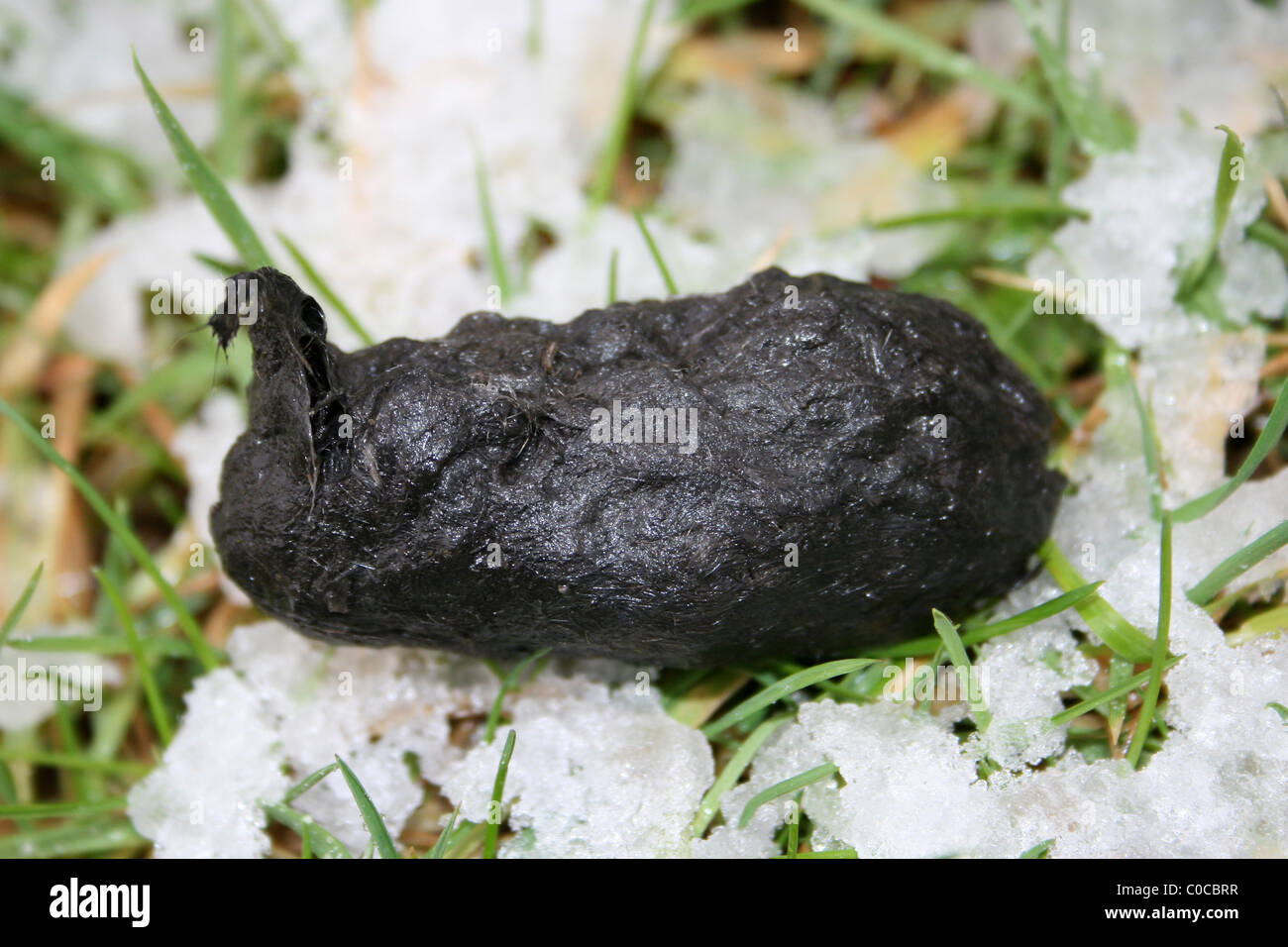 Barbagianni Pellet sulla neve prese a Carsington acqua, Derbyshire, Regno Unito Foto Stock