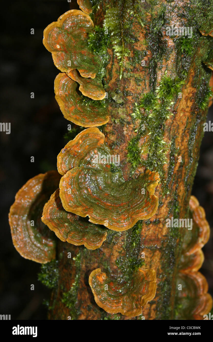 La Turchia Tail Trametes versicolor prese a Carsington acqua, Derbyshire, Regno Unito Foto Stock