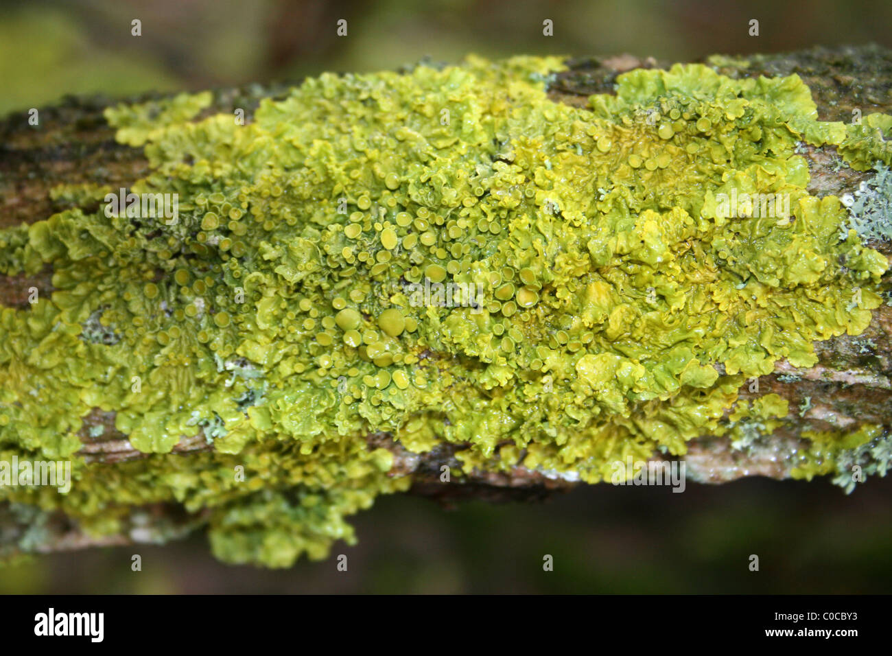 Foliose Xanthoria parietina prese a Carsington acqua, Derbyshire, Regno Unito Foto Stock