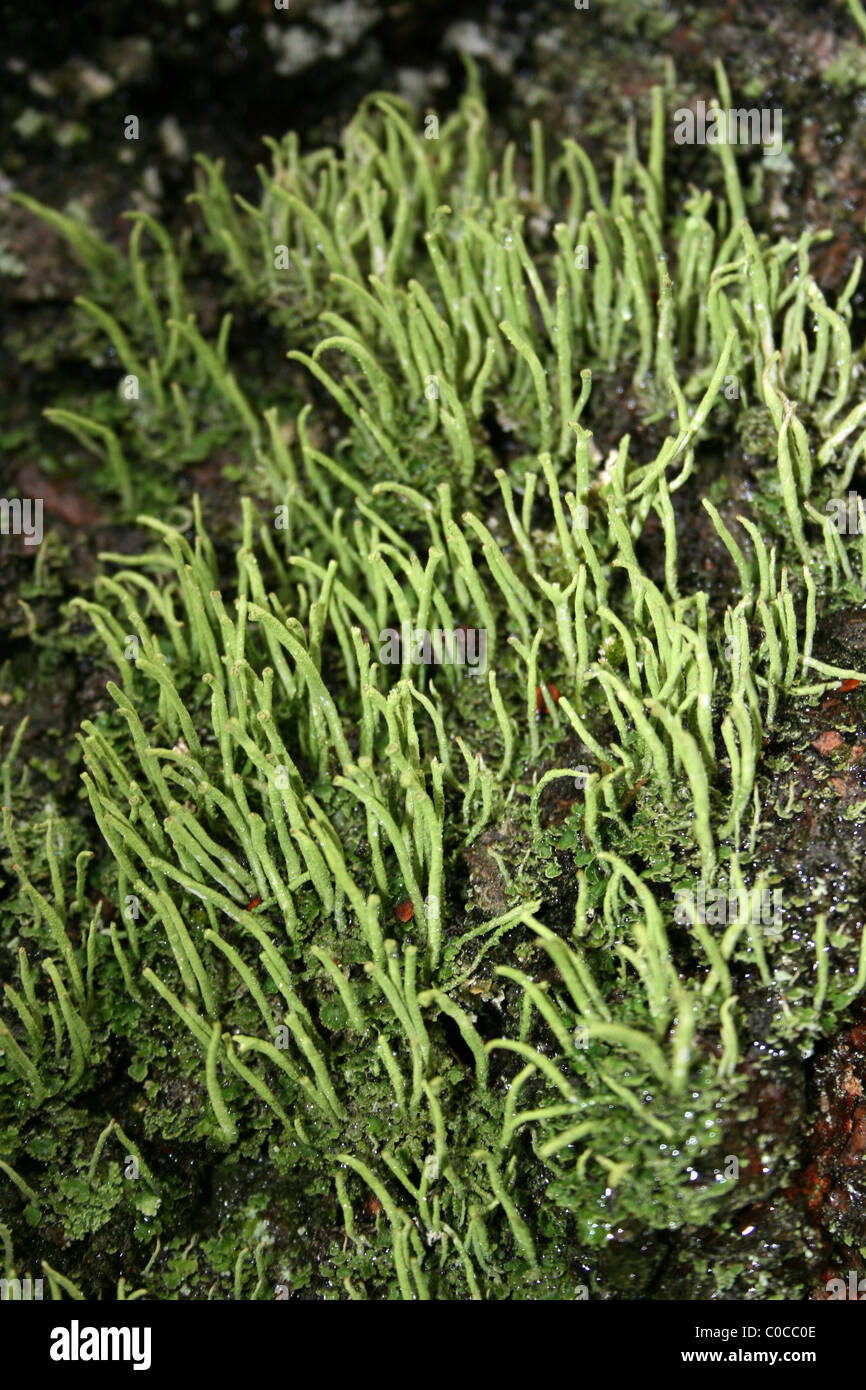 Licheni Cladonia coniocraea prese a Carsington acqua, Derbyshire, Regno Unito Foto Stock