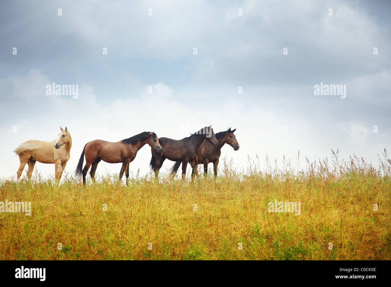 Quattro cavalli nella steppa. Il Kazakistan. Asia centrale. Luce naturale e colori Foto Stock