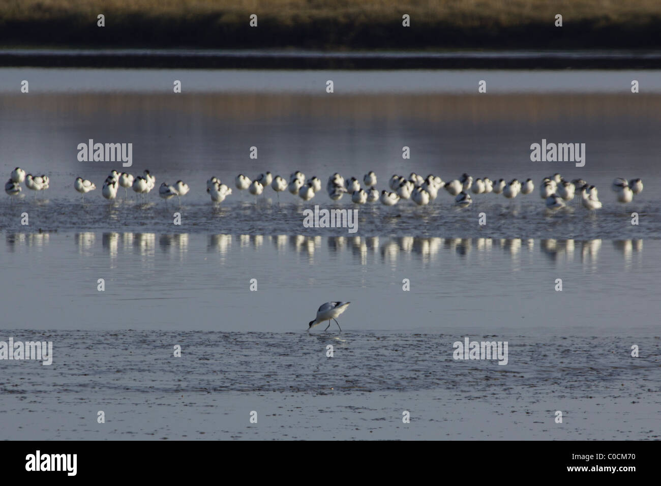 Avocette (Recurvirostra avosetta) sulle velme di marea. Foto Stock