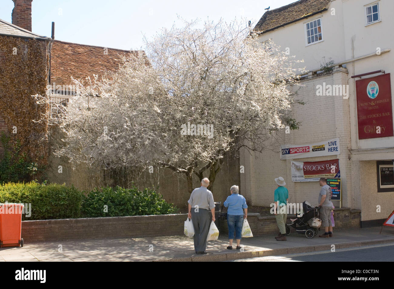 La foto è stata scattata il 23 maggio 2010 un albero coperto di fili di seta fatta da bruchi. Abingdon Town Center, Oxfordshire Foto Stock