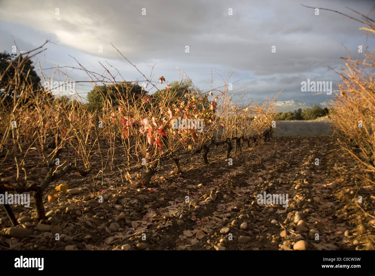 Spagna La Rioja Fuenmajor veduta dei vigneti in inverno in attesa di potatura. Foto Stock