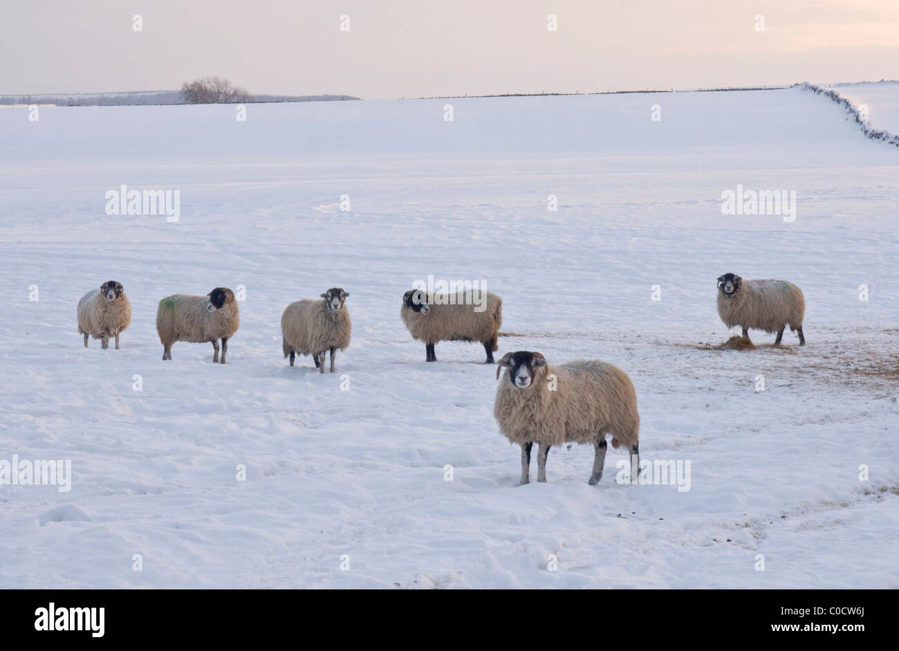 Pecore in neve a Bellerby, vicino Leyburn, North Yorkshire Foto Stock