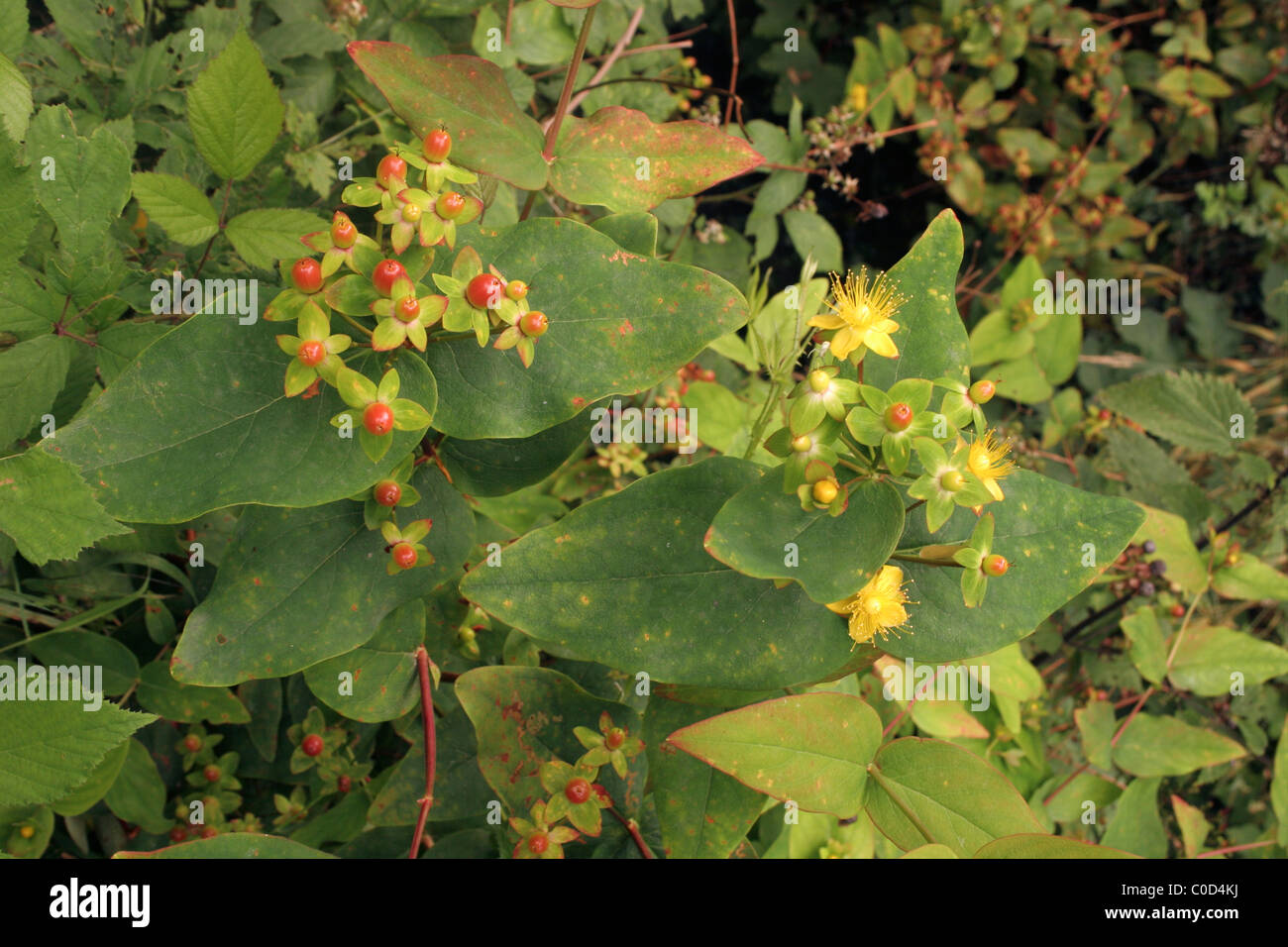 Tutsan (Hypericum androsaemum : Clusiaceae) in fiore e frutto, UK. Foglie di guarigione, velenosi frutti di bosco. Foto Stock