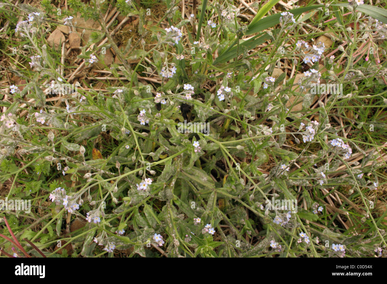 Campo "non ti scordar di me" (Myosotis arvense : Boraginaceae), in un cornfield, UK. Foto Stock